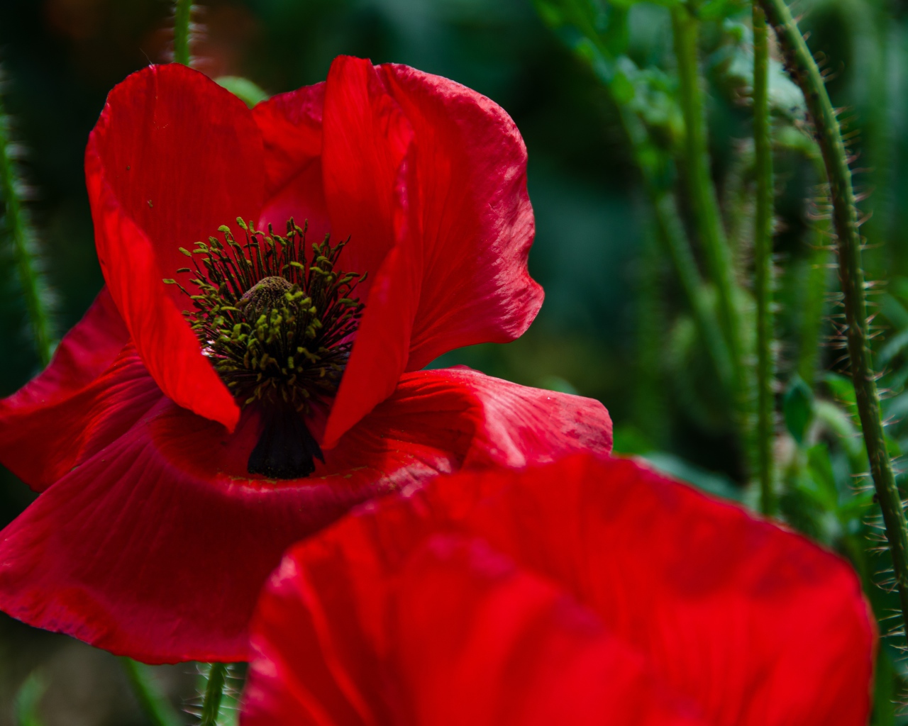 Цветок мака с красными лепестками крупным планом 