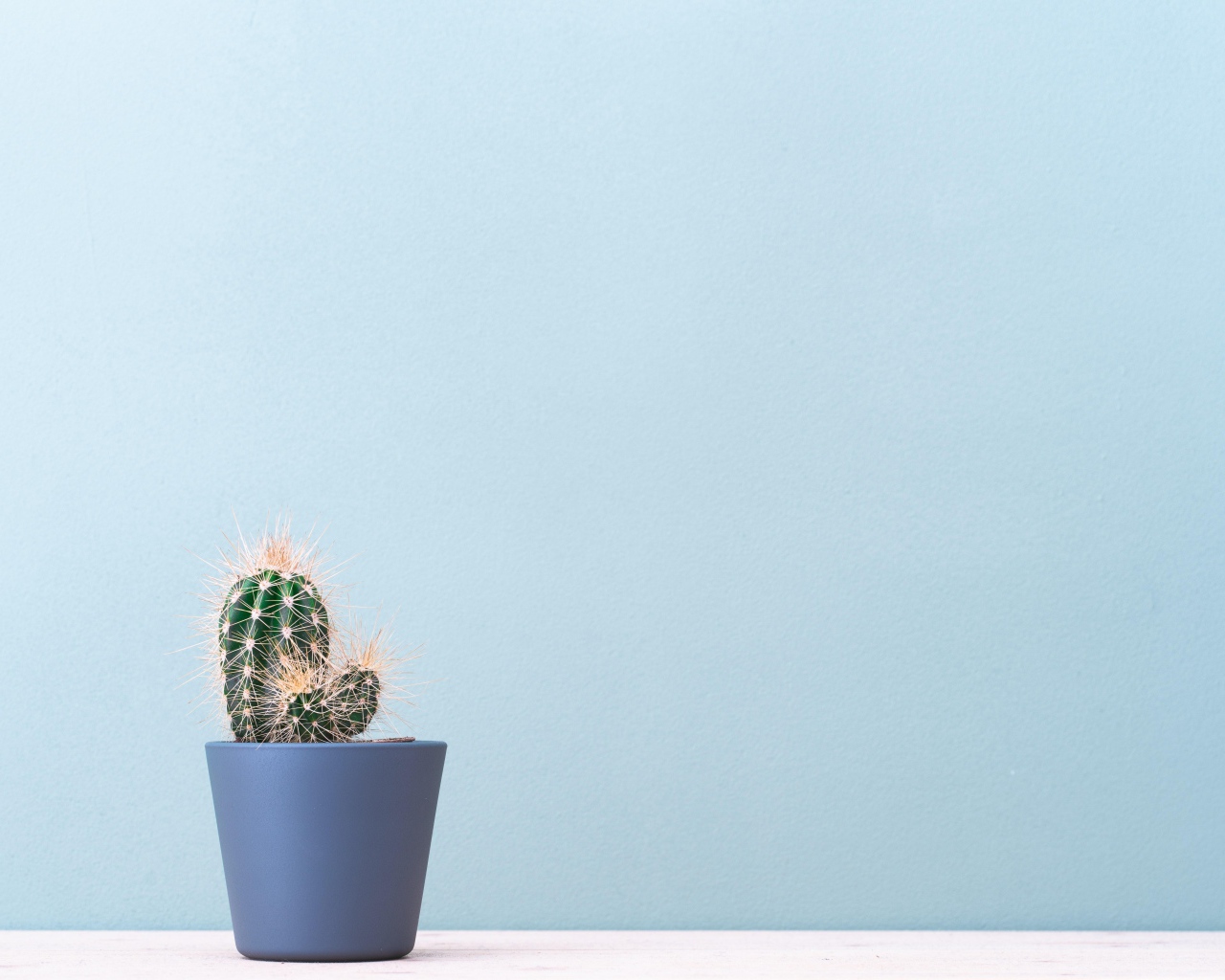 Колючий кактус в горшке на голубом фоне