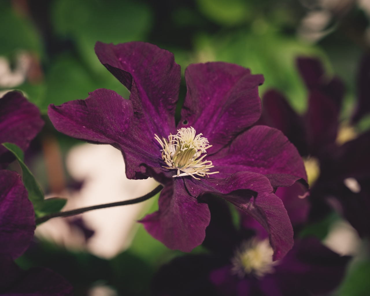 Фиолетовый цветок клематиса крупным планом