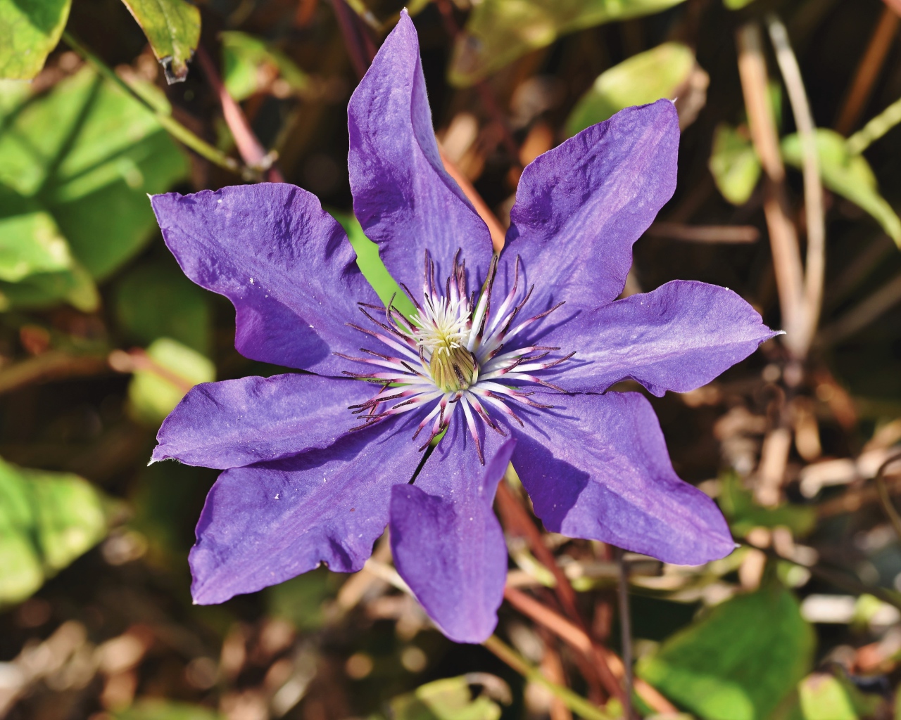 Фиолетовый цветок клематиса в лучах солнца 