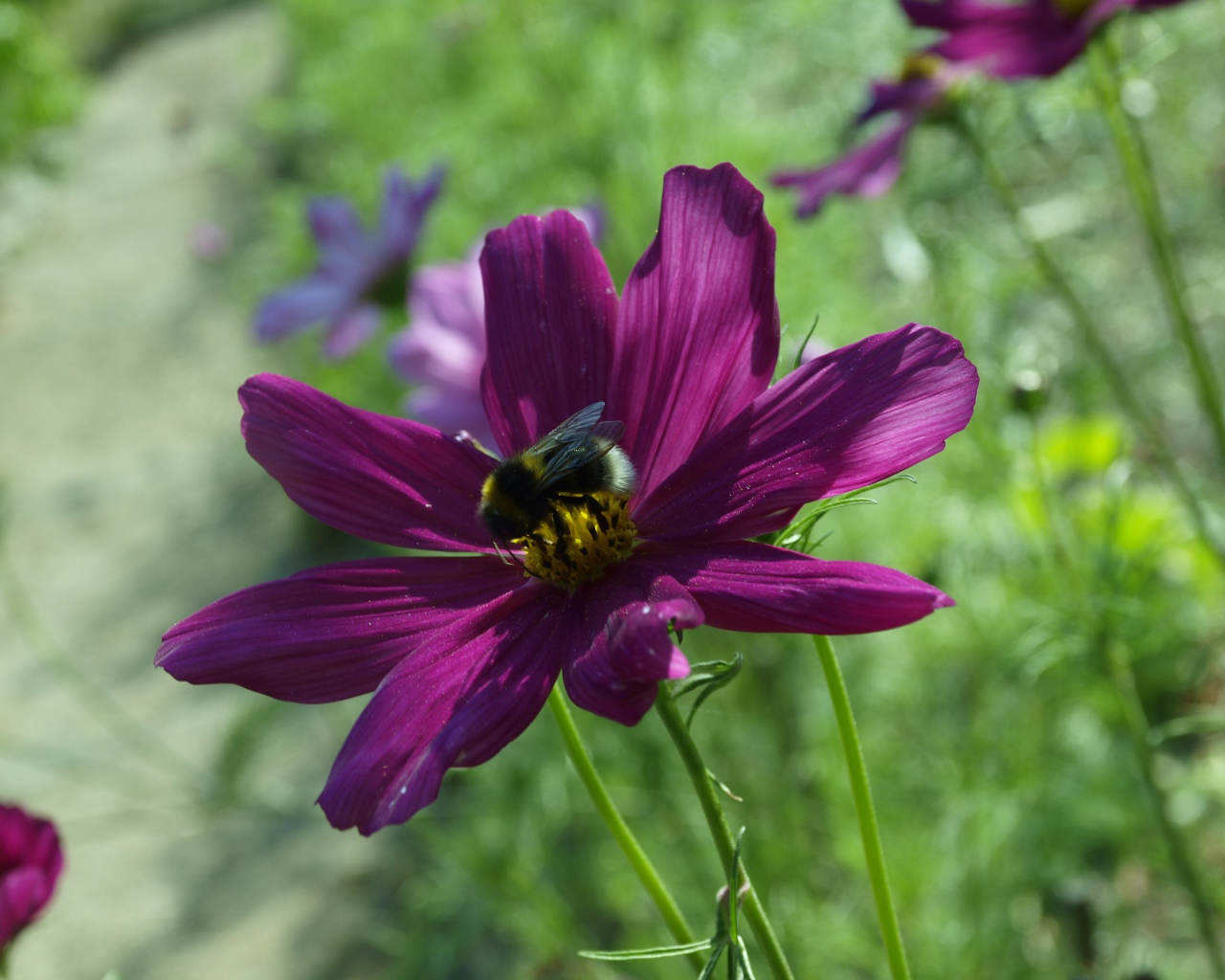 Фиолетовый цветок космея со шмелем