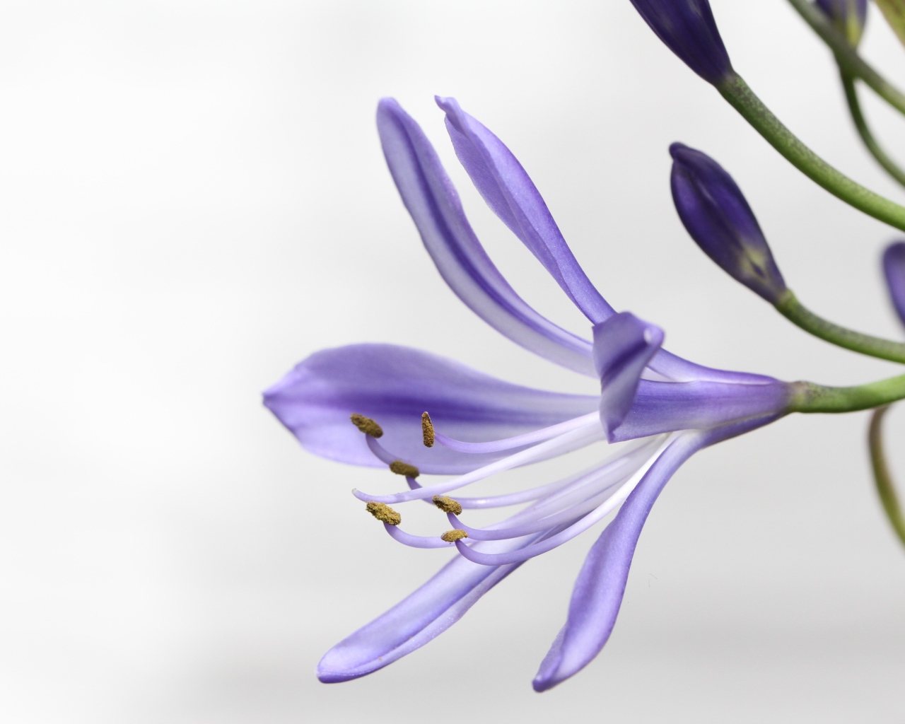 Фиолетовый цветок агапантус на белом фоне