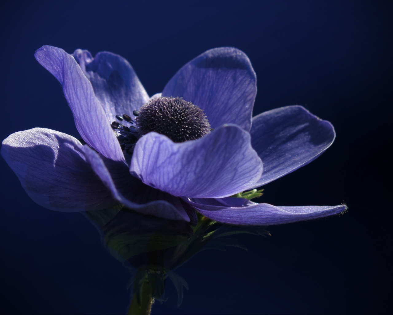 Purple anemone flower on blue background