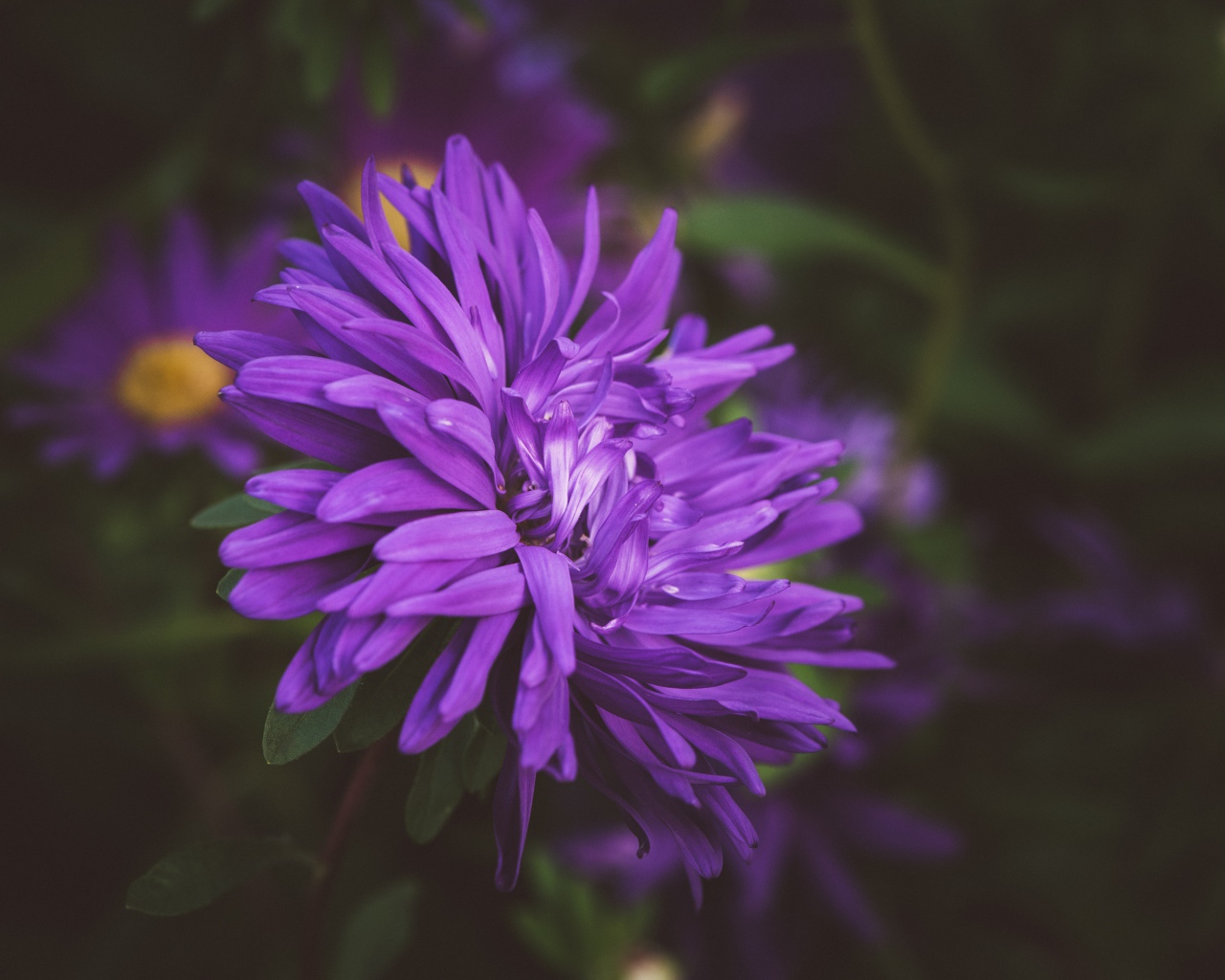 Фиолетовый цветок астры на клумбе 