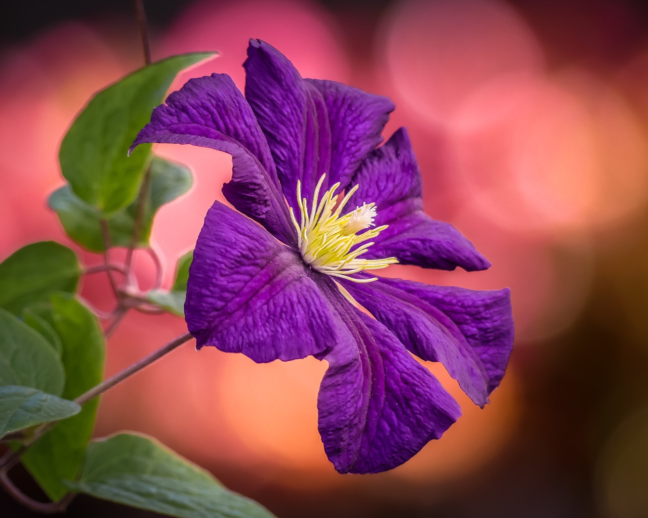 Фиолетовый цветок клематиса с зелеными листьями  крупным планом