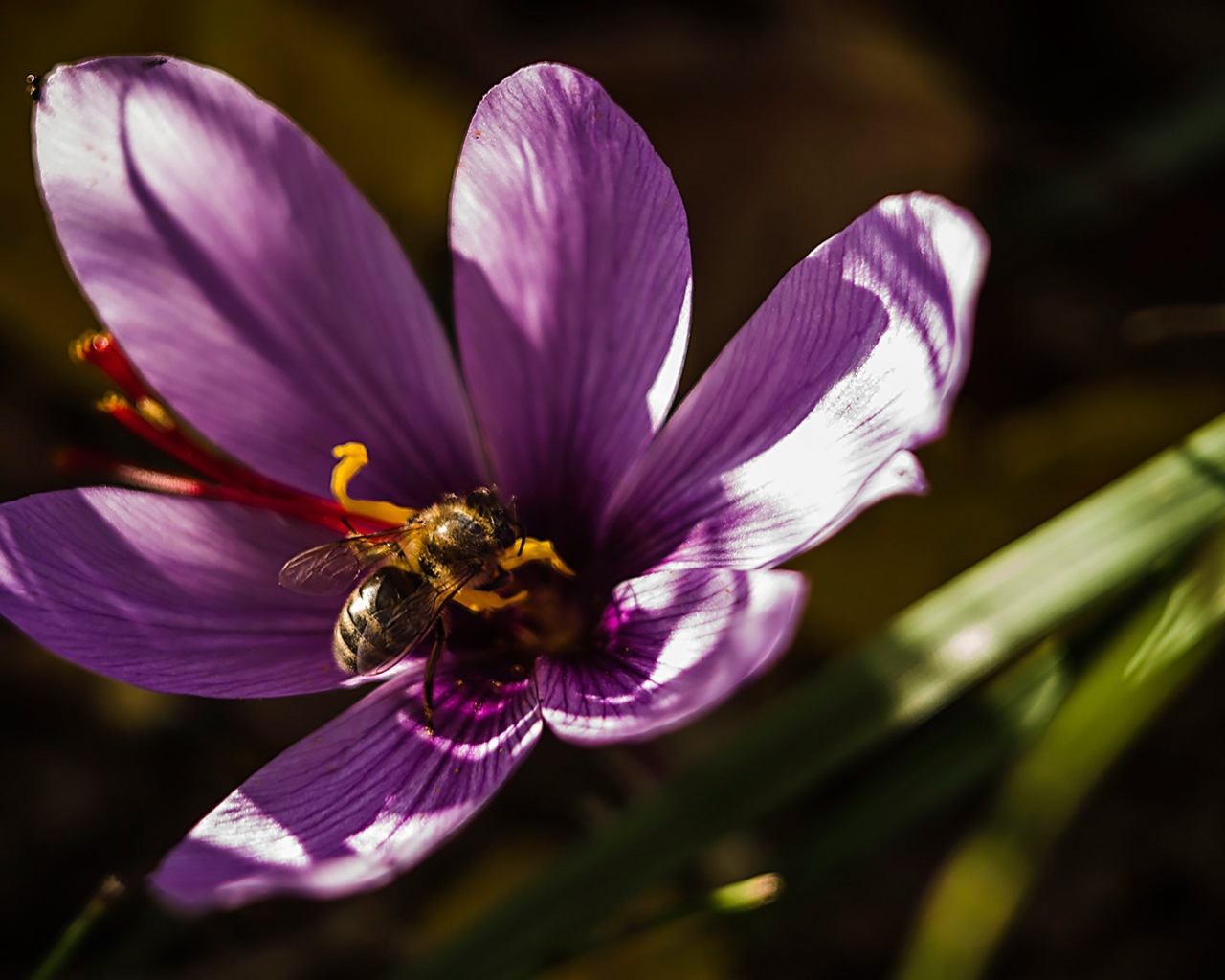 Фиолетовый цветок крокуса с пчелой 