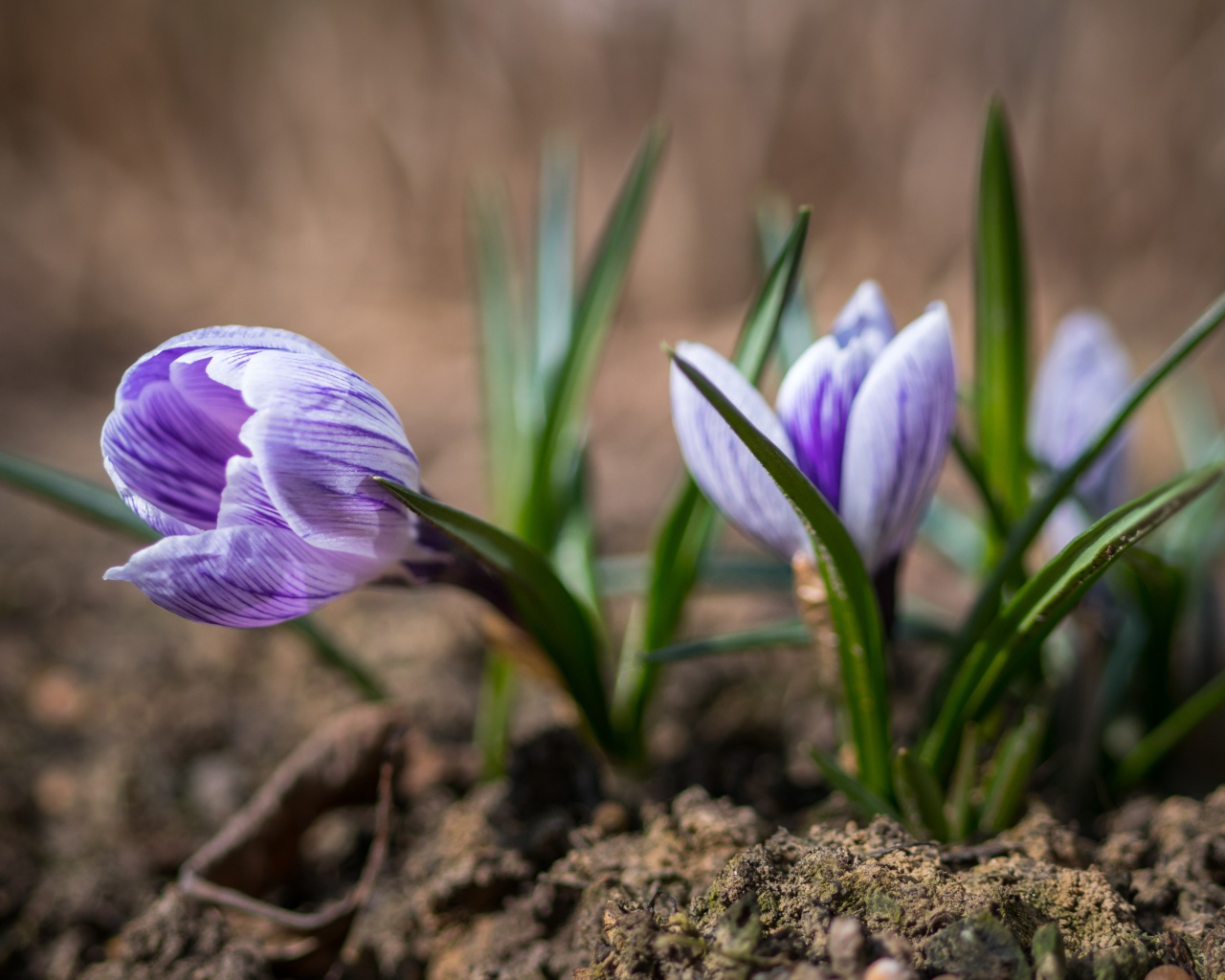 Фиолетовые цветы крокуса на земле 