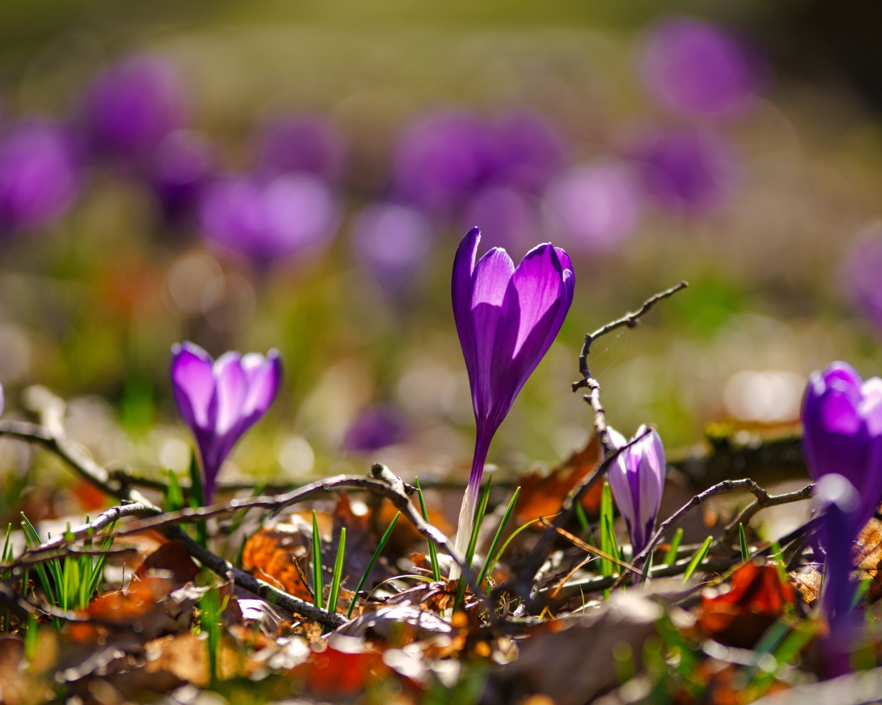 Фиолетовые крокусы в сухих листьях в лучах солнца
