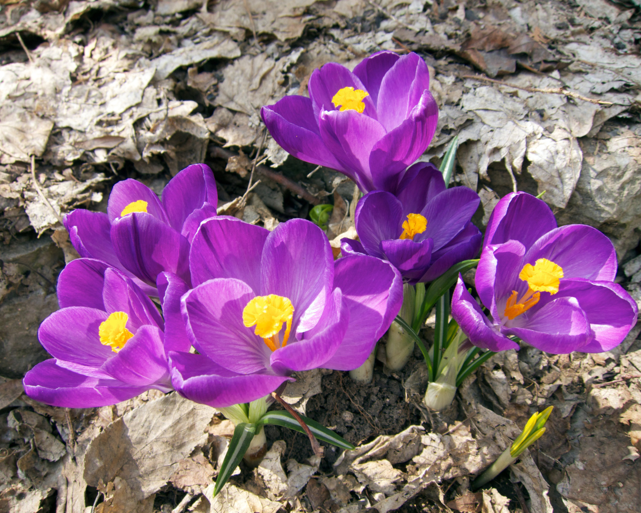 Фиолетовые крокусы в лучах солнца на земле 