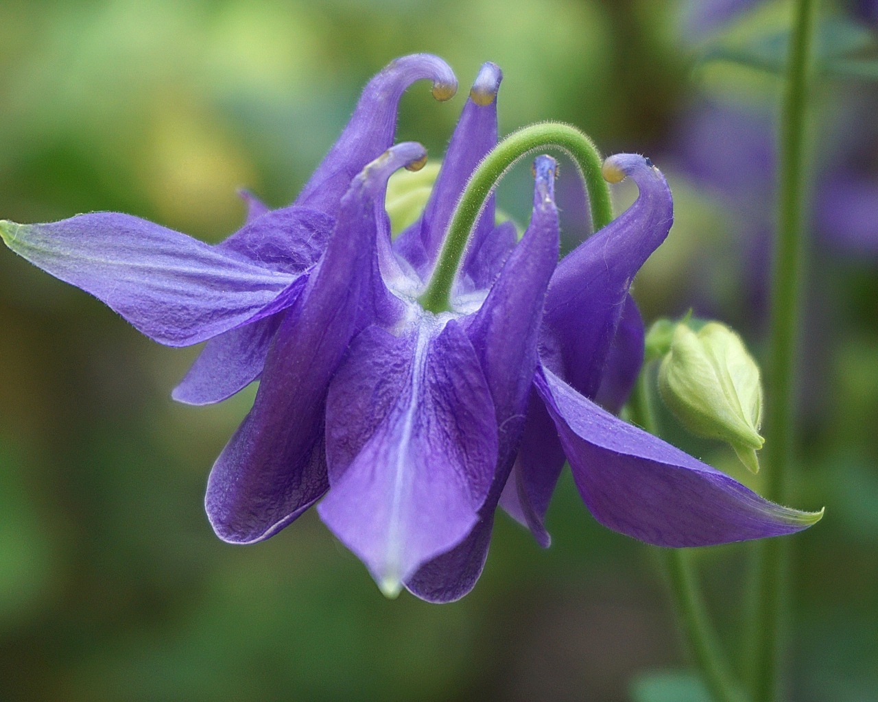 Фиолетовый цветок водосбор с бутоном крупным планом