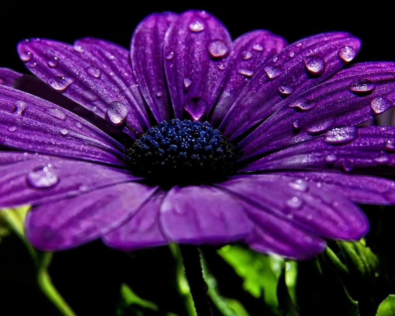 Фиолетовый цветок с каплями росы на лепестках 