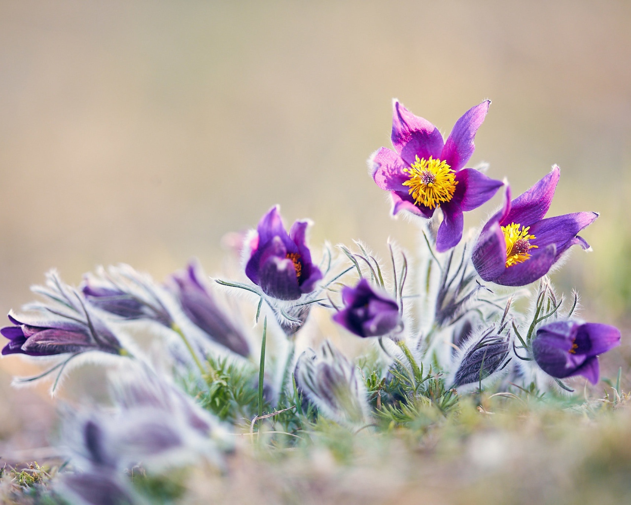 Фиолетовые цветы прострел в поле