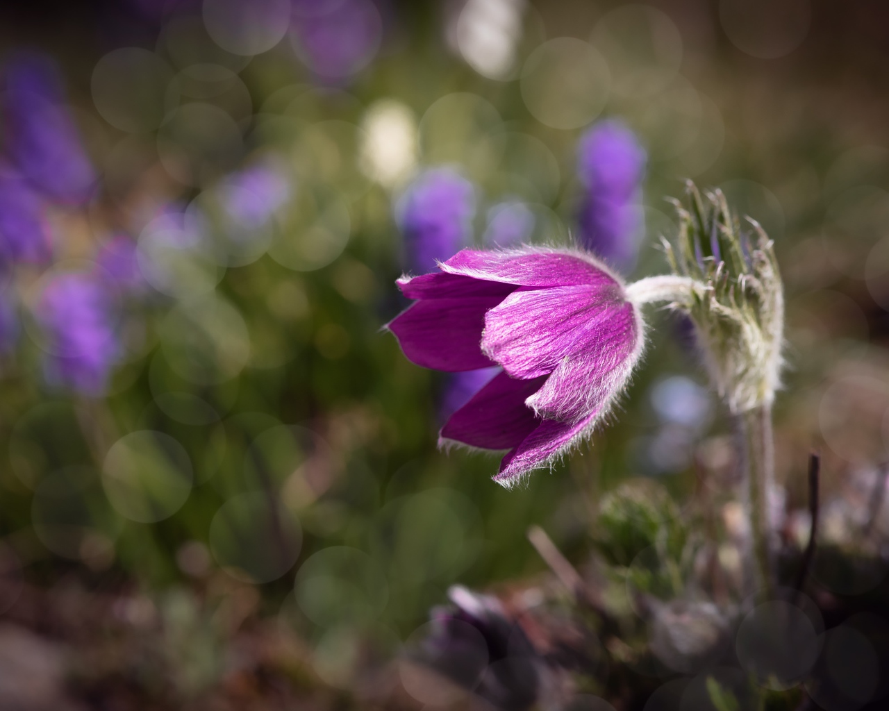 Фиолетовый цветок морозник в лучах солнца крупным планом