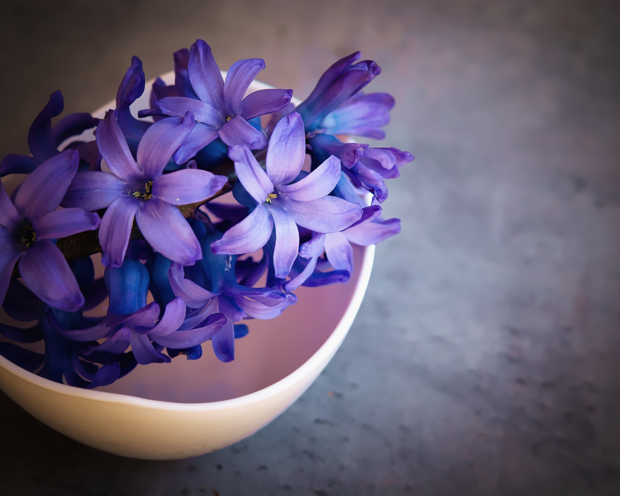 Фиолетовый цветок гиацинта в розовой миске 