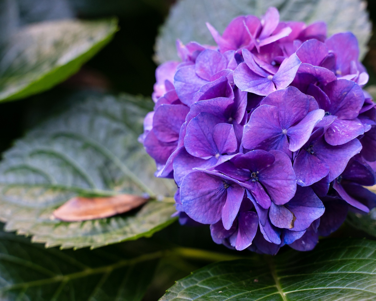 Фиолетовая гортензия в зеленых листьях 