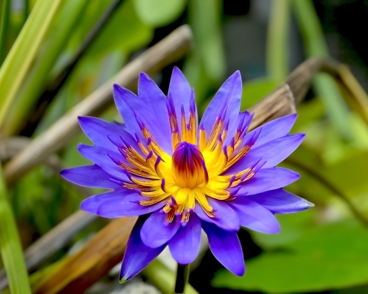 Фиолетовый цветок лотоса в зеленых листьях крупным планом