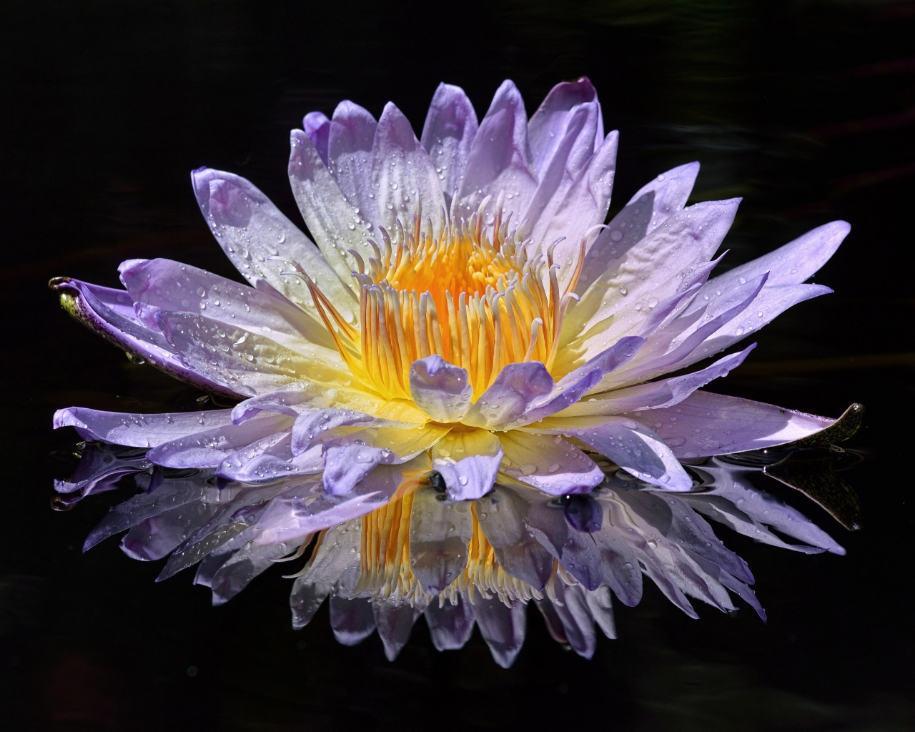 Фиолетовый цветок лотоса в лучах солнца в воде 