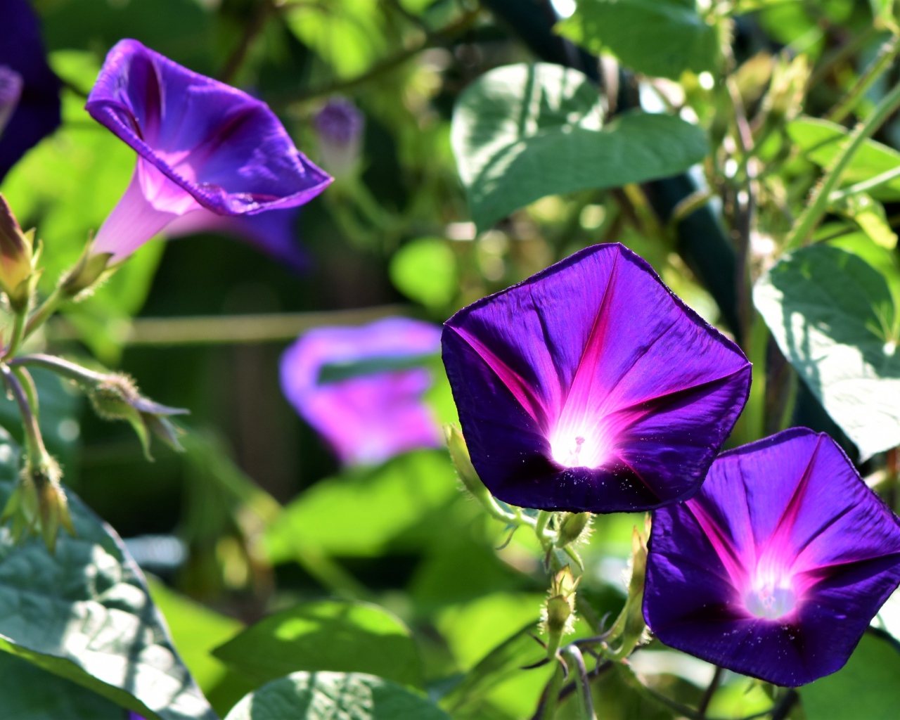 Фиолетовые цветы ипомеи в лучах солнца крупным планом