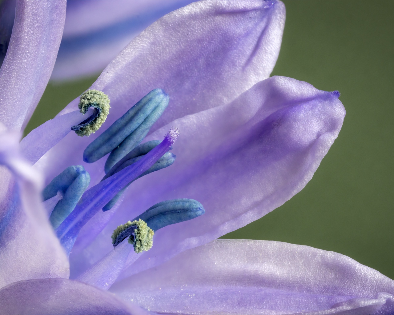 Фиолетовый цветок тюльпана крупным планом 