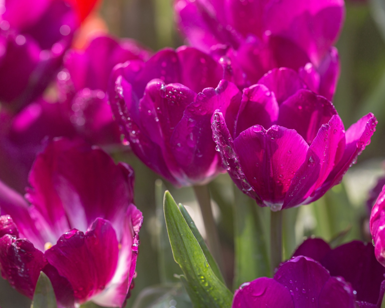 Фиолетовые тюльпаны в каплях росы в лучах солнца 