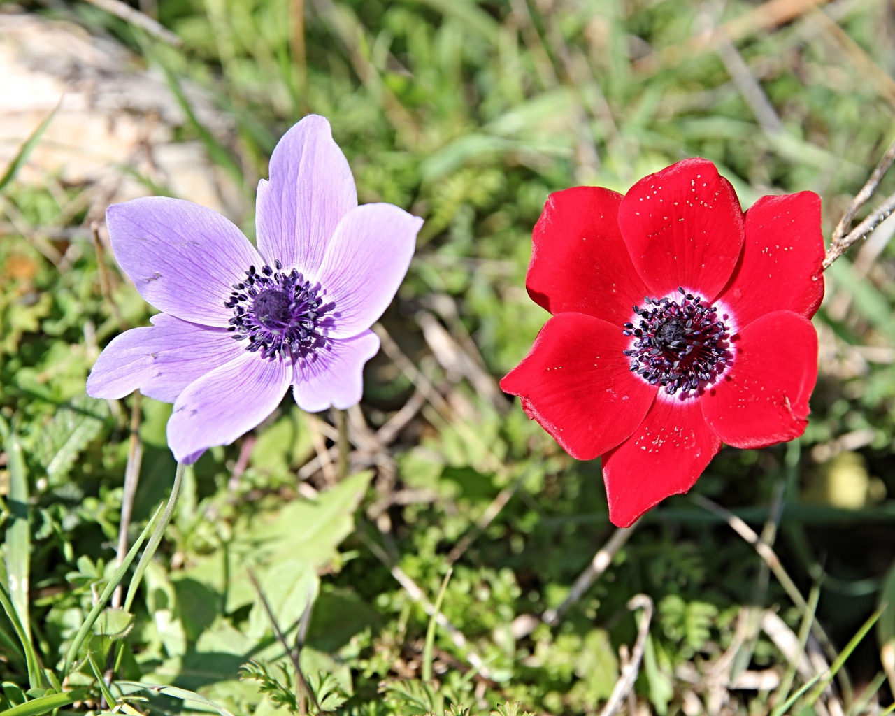 Красный и сиреневый цветок анемоны в траве
