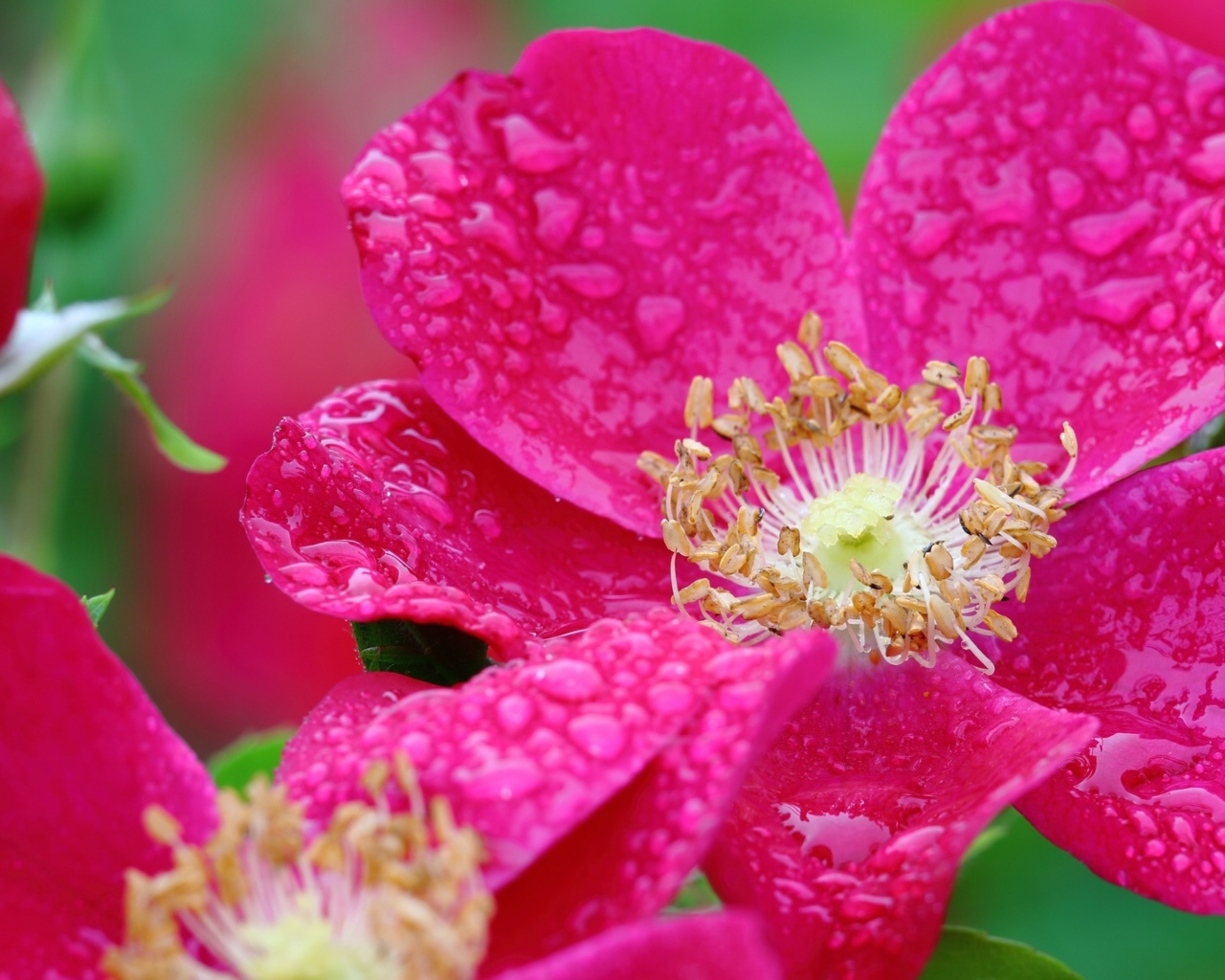 Красная распустившаяся роза в каплях росы