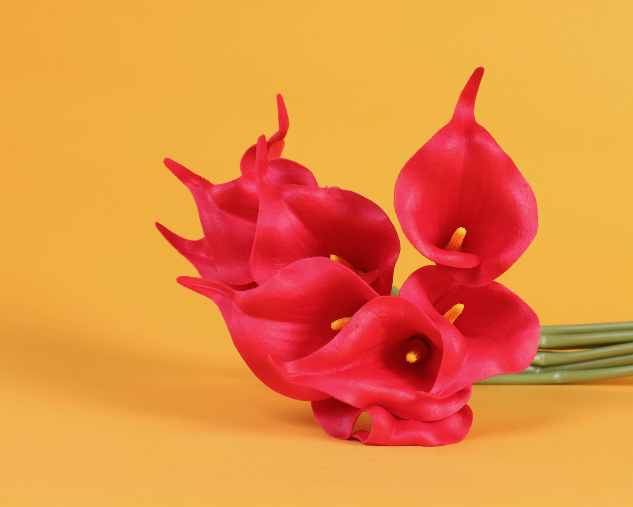 Красные цветы каллы на желтом фоне