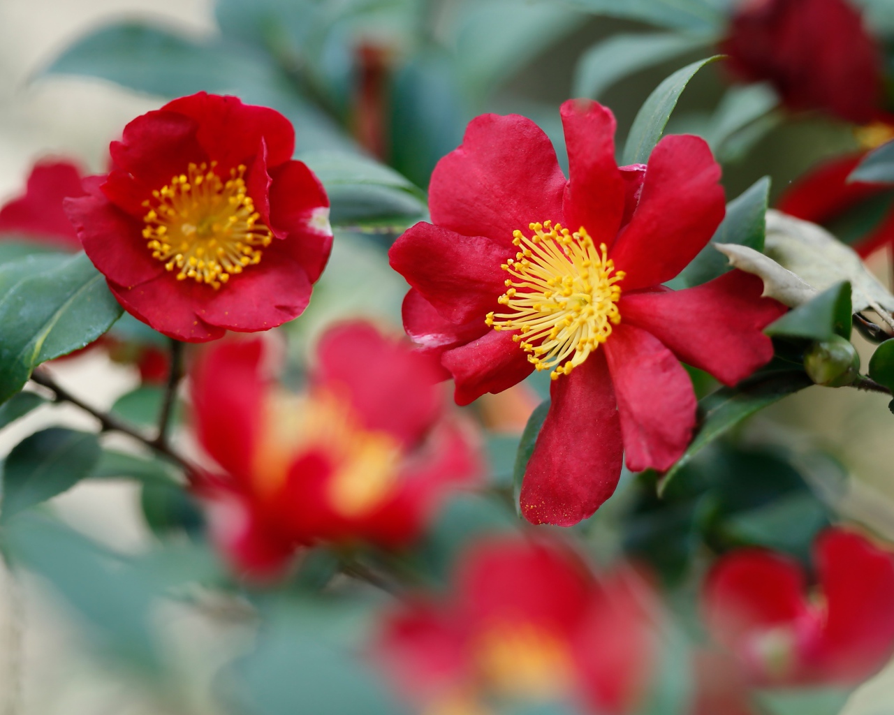 Красные цветы камелия с зелеными листьями 