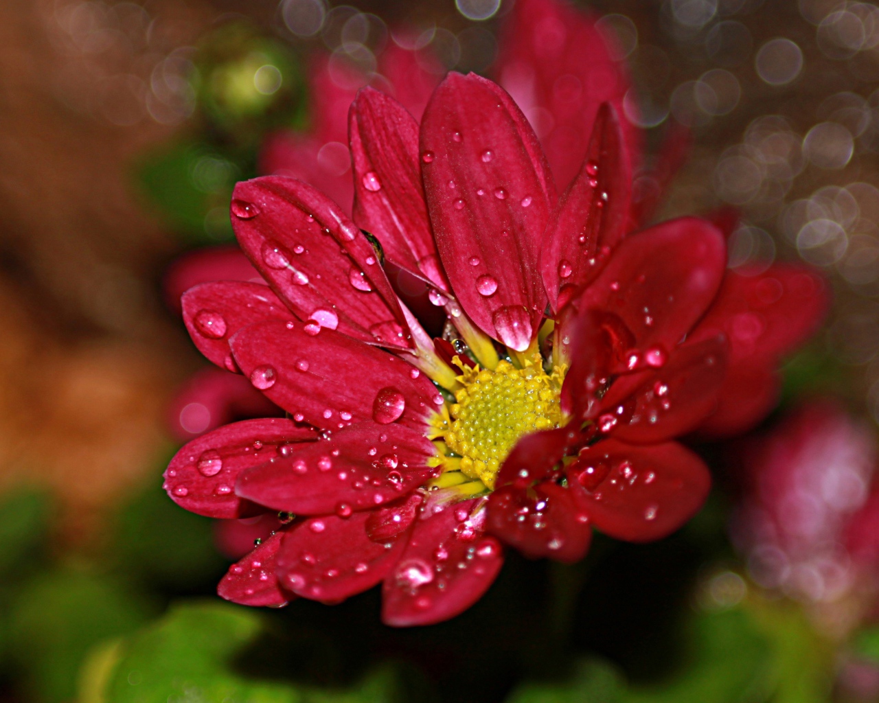 Красный цветок хризантемы в каплях воды 
