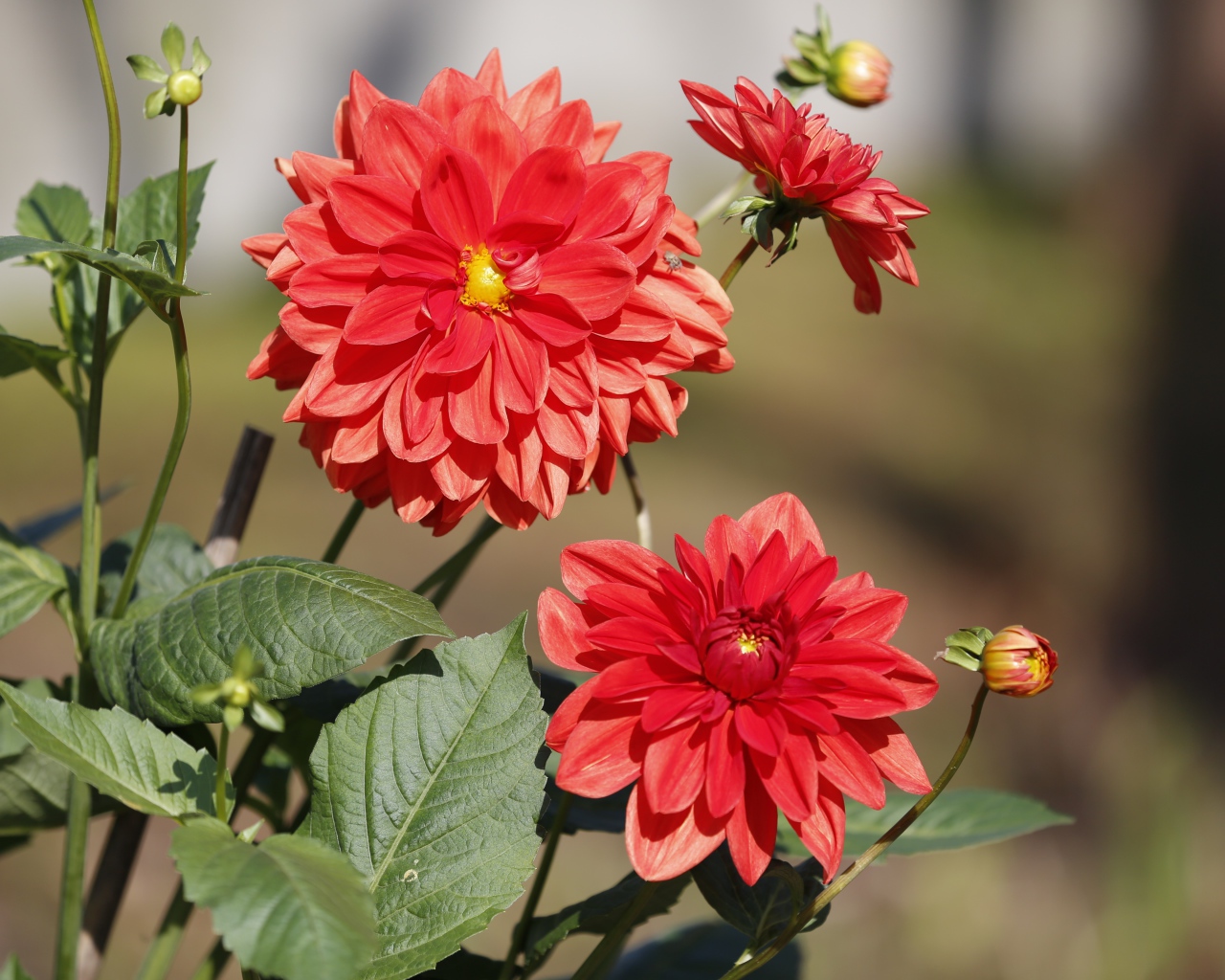 Красные цветы георгин с бутонами на клумбе 