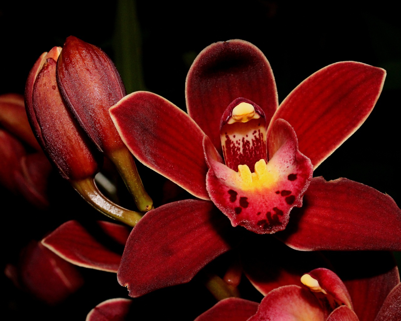 Красные экзотические орхидеи с бутонами на черном фоне