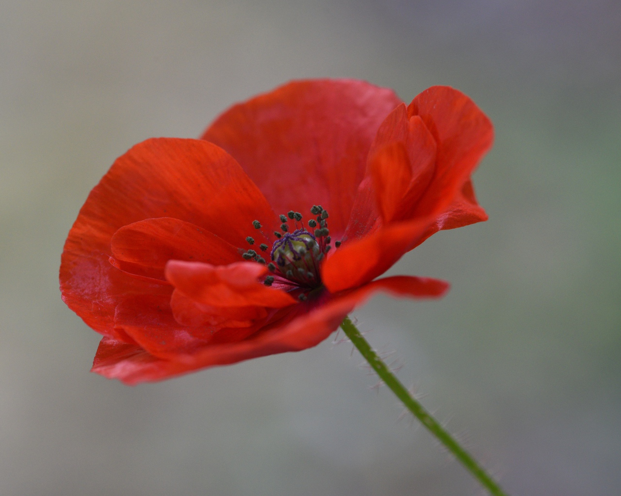 Red field poppy flower close up