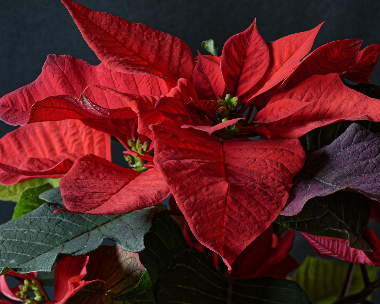 Красные цветы молочай в комнате