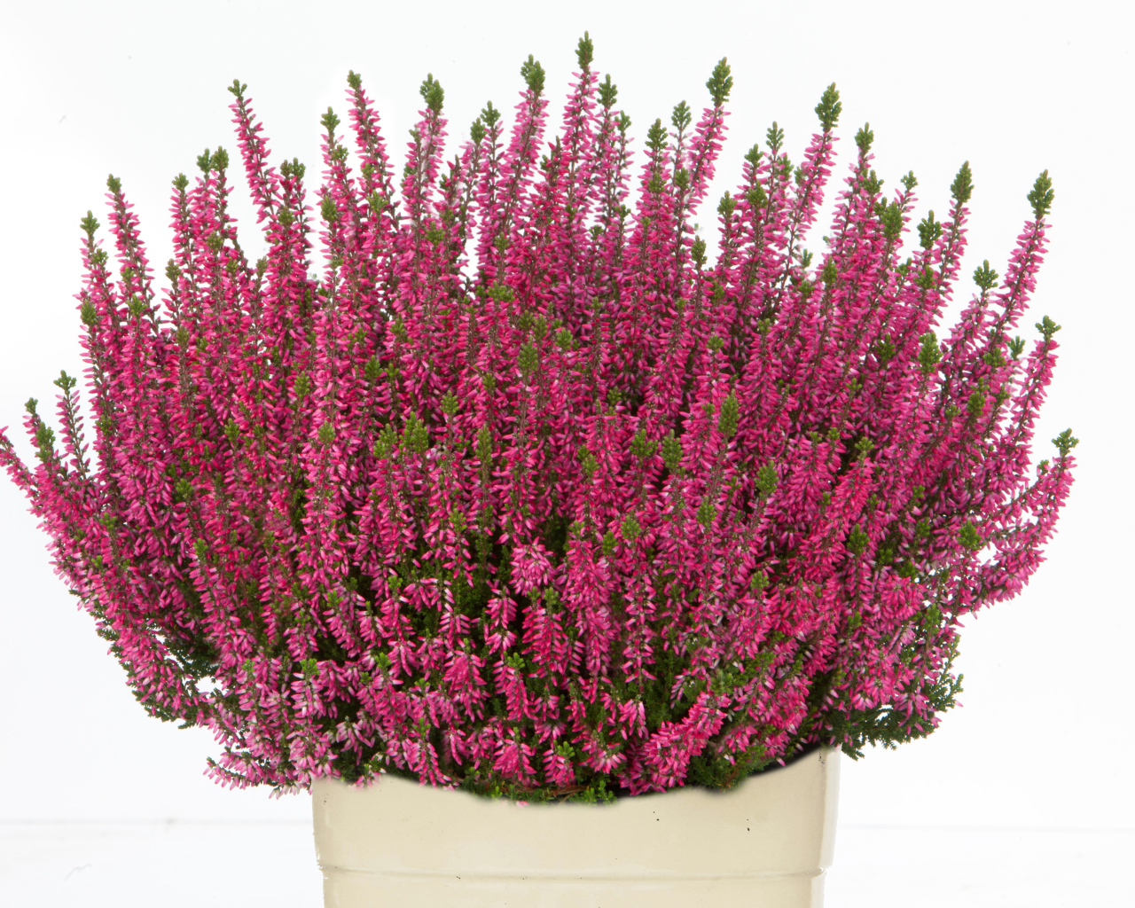 Красные цветы вереск в вазе на белом фоне