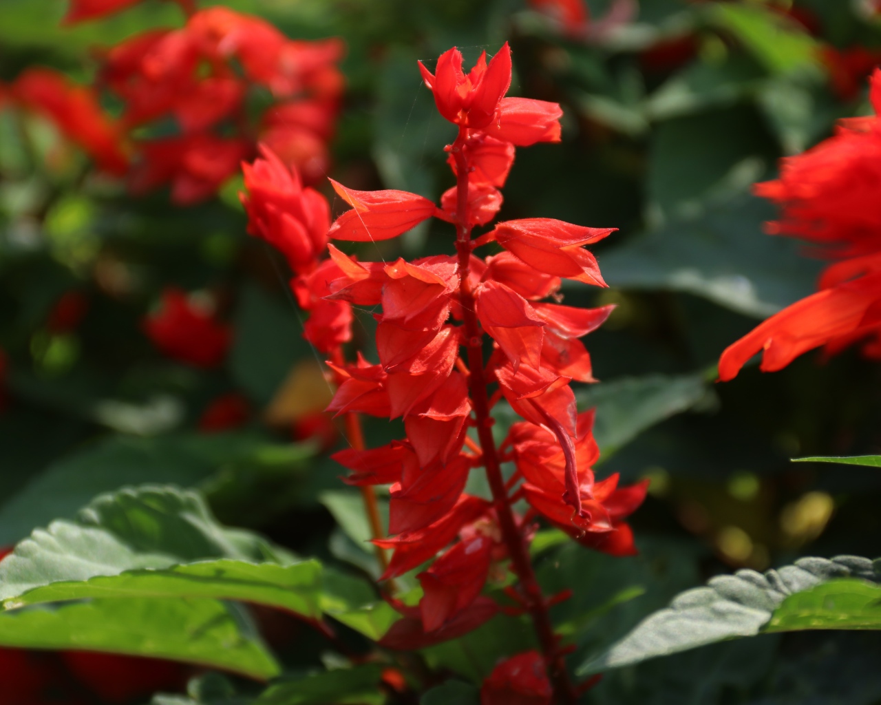 Красные садовые цветы сальвия крупным планом