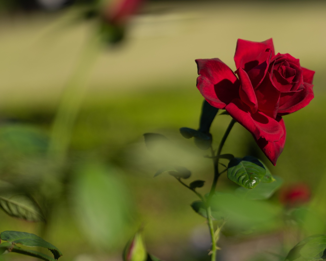 Красный садовый цветок розы в лучах солнца