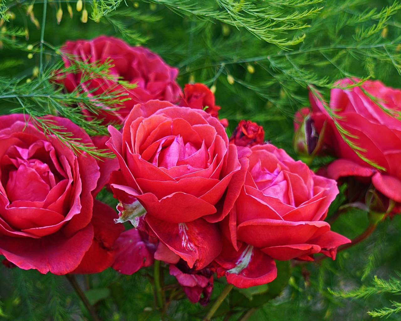 Красные садовые розы на клумбе с зелеными листьями