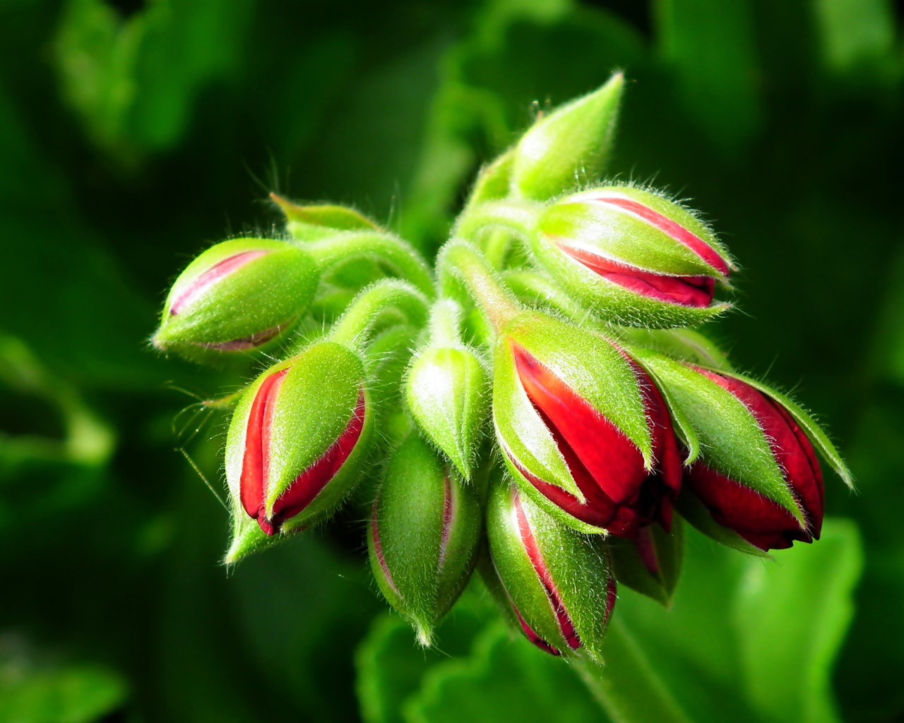 Красные цветы герани распускаются 