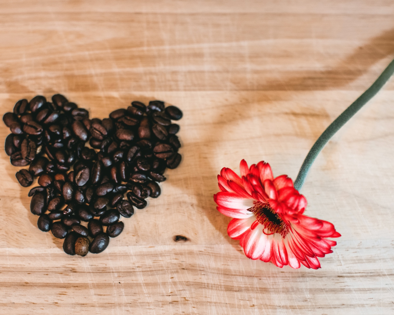 Красная гербера и сердце из кофейных зерен на столе 