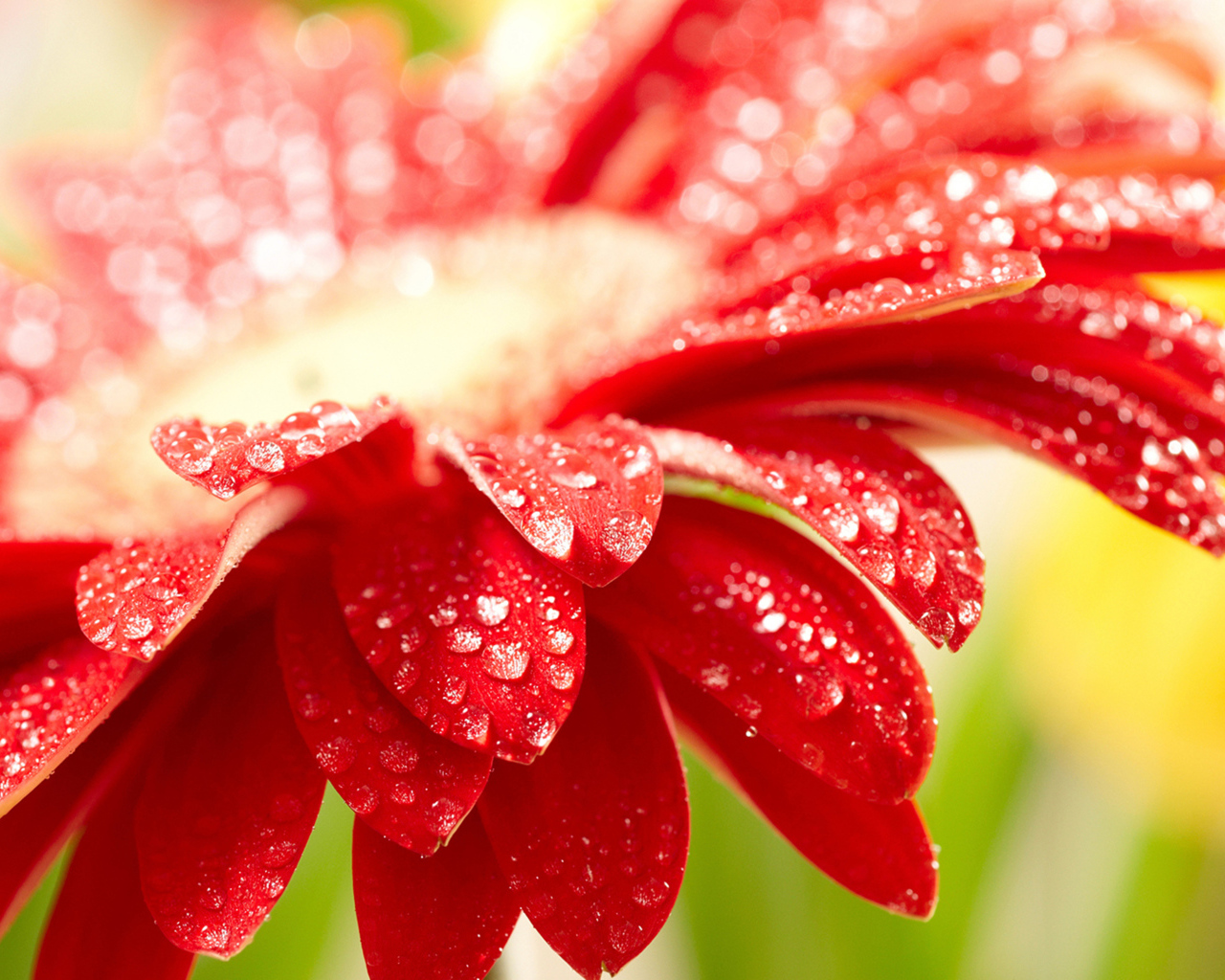 Красный цветок герберы с каплями воды на лепестках 