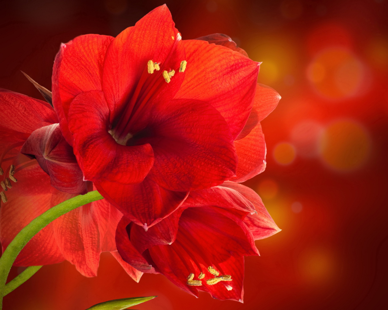 Красные комнатные цветы амариллис крупным планом