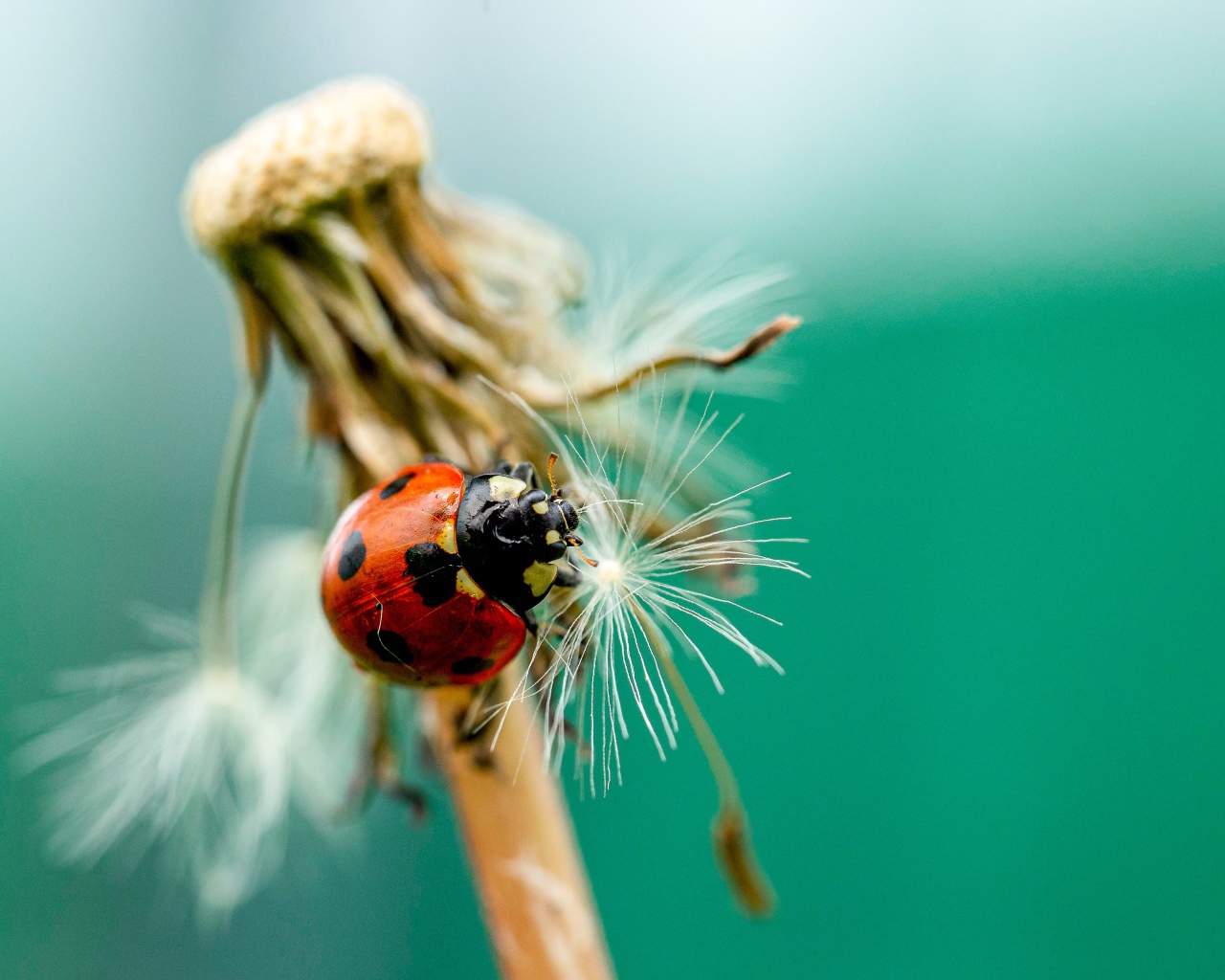 Красная божья коровка на одуванчике