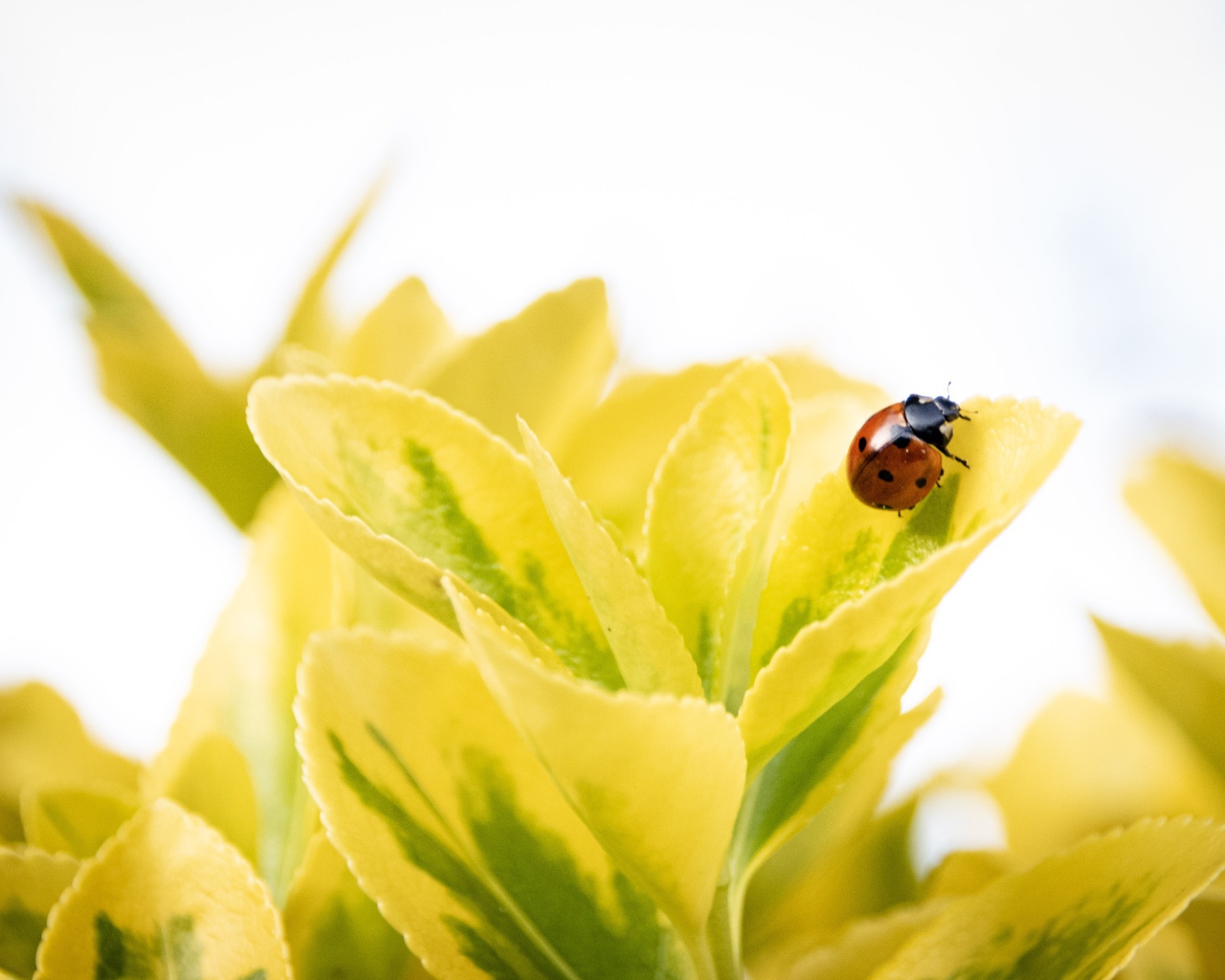 Красная божья коровка на зеленых листьях 