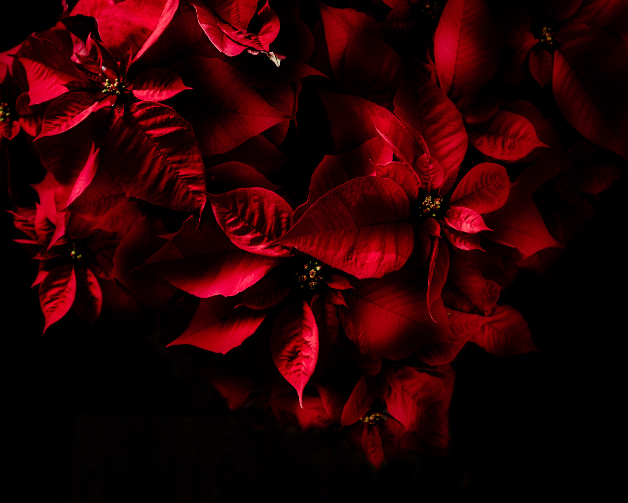 Красные листья комнатного молочая на черном фоне 