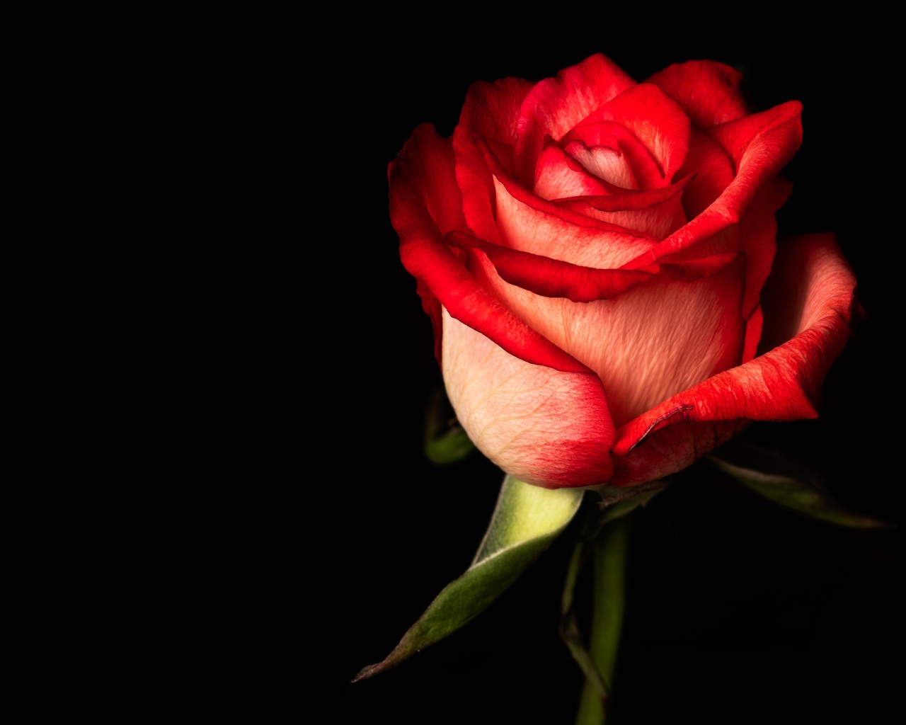 Красная одинокая роза на черном фоне