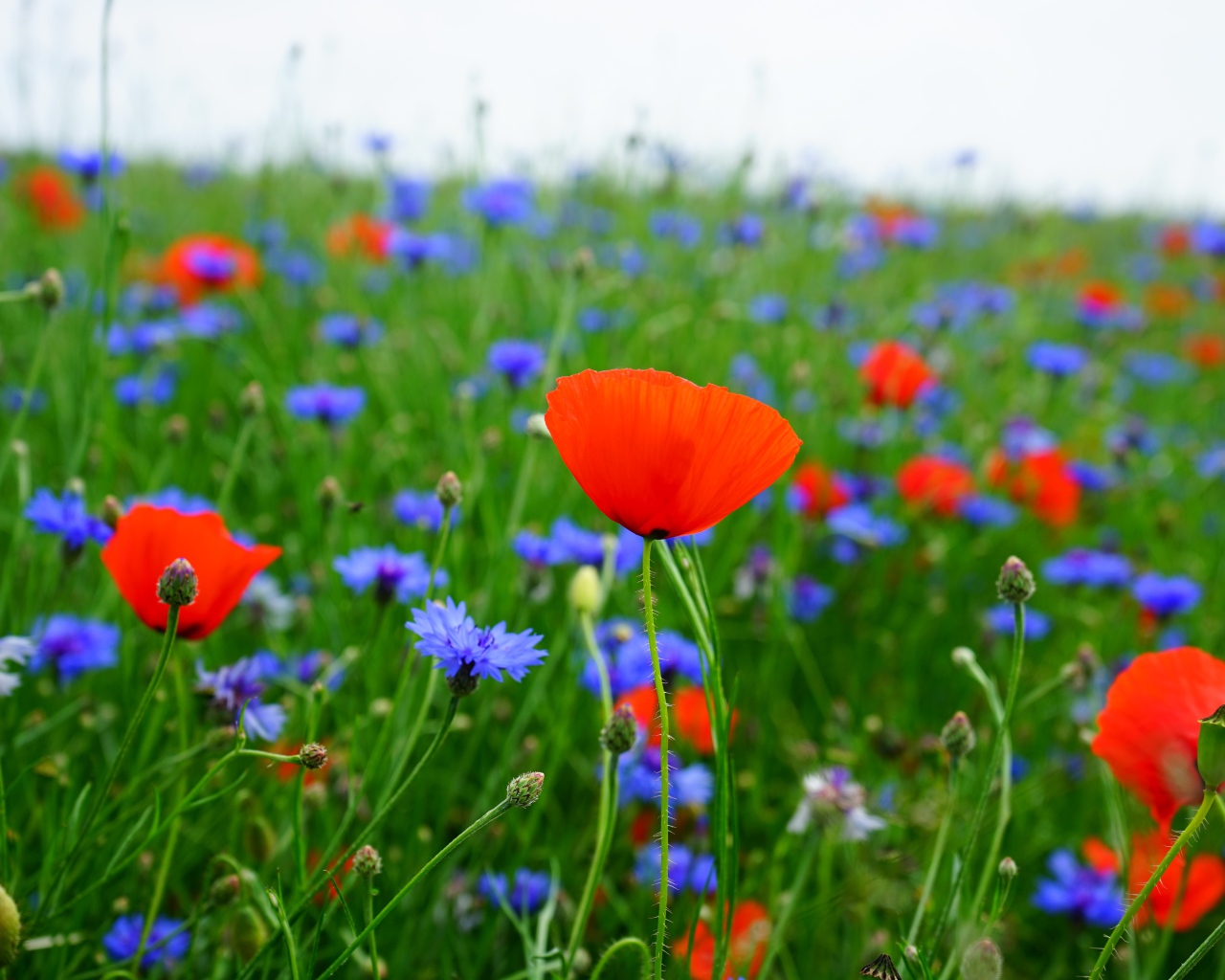 Красные маки и голубые васильки в поле 