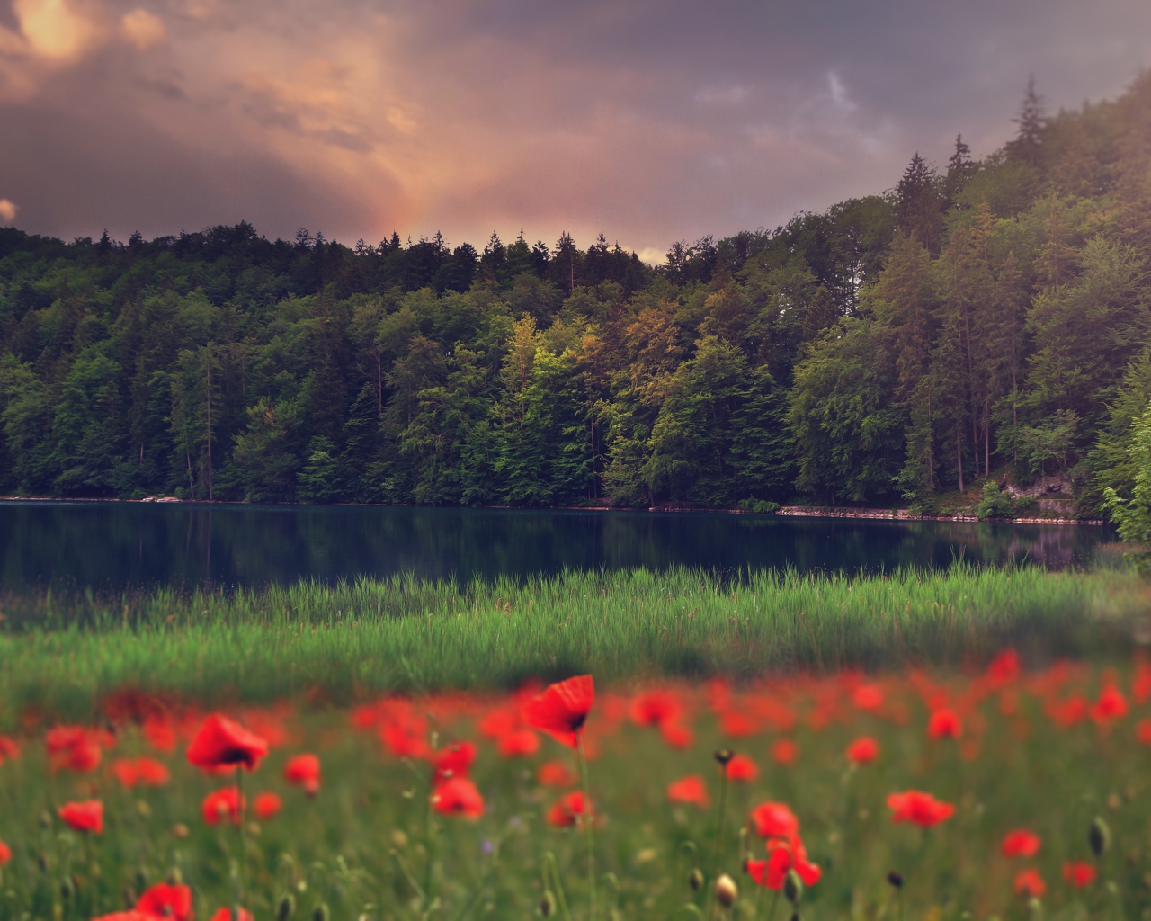 Красные маки растут на берегу лесного озера 