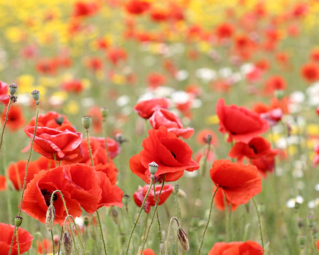 Красные маки в поле летним днем