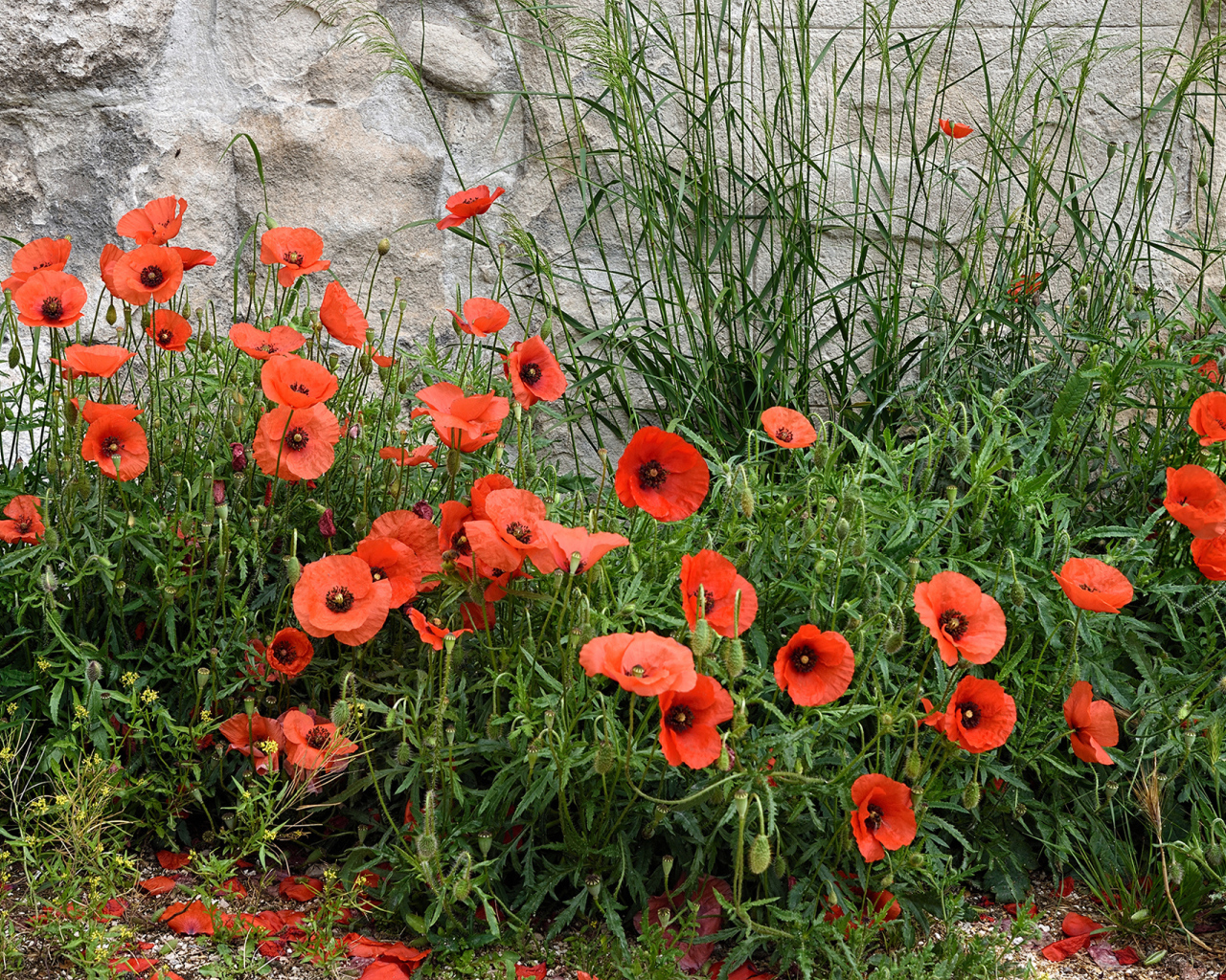 Red poppies in the green grass near the wall