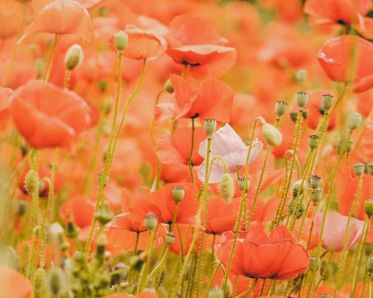 Красные маки на поле крупным планом